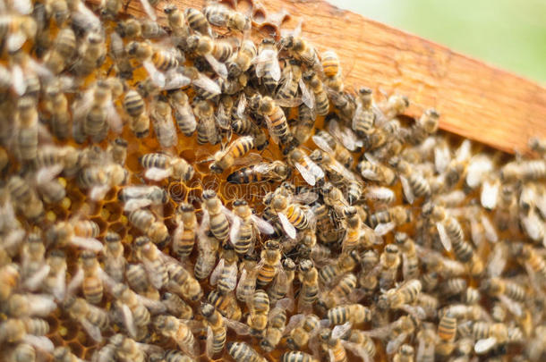 蜜蜂和蜂王一起工作
