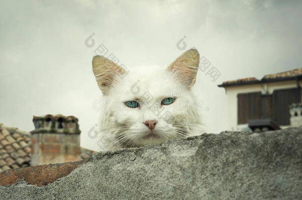 热铁皮屋顶上的猫