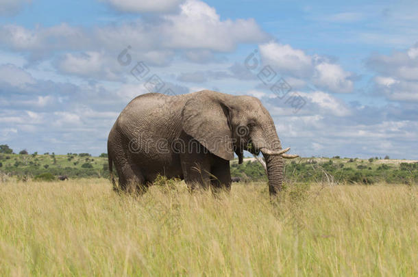 南非雨季的非洲象。