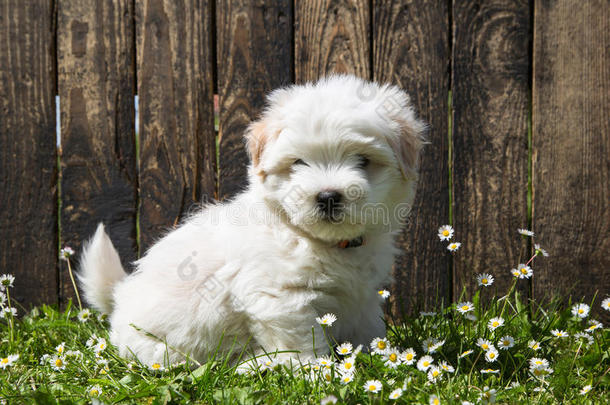 狗肖像：可爱的小狗-小狗科顿德图利亚。