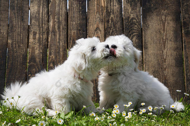 大爱：两只小狗-科顿·德·图利亚小狗-接吻。