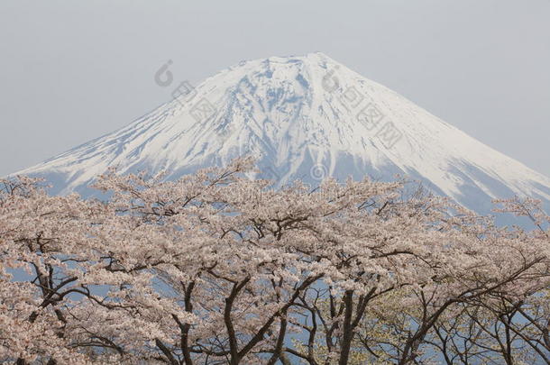 <strong>富士山</strong>樱花