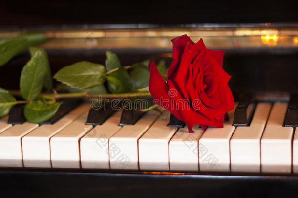 <strong>钢琴</strong>键盘上的红玫瑰