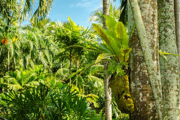 农家乐热带植物园