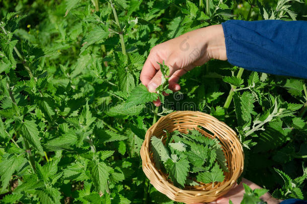 园丁女手工采摘柠檬香油草本植物