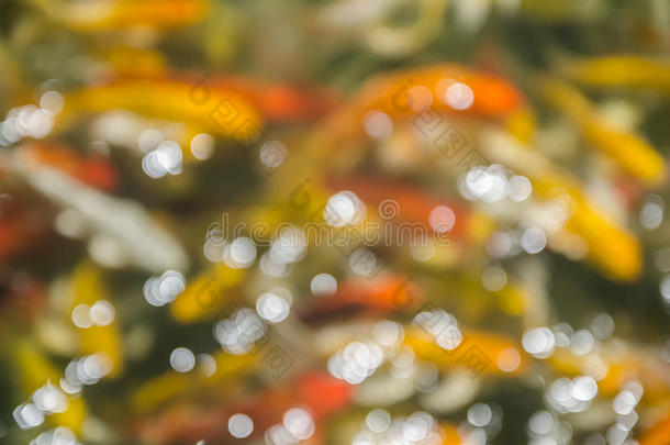花式锦鲤鱼池。