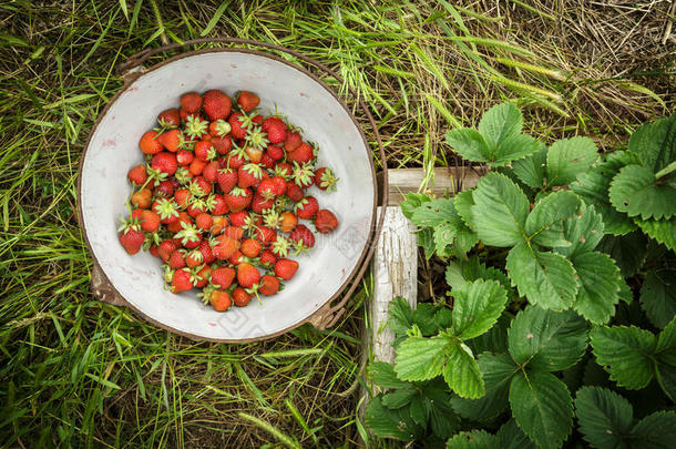 野生天然红草莓，草莓在乡村铁<strong>珐琅</strong>