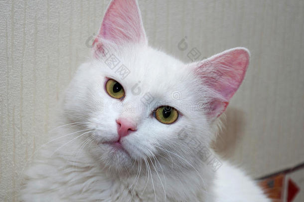 黄眼睛的<strong>白猫</strong>