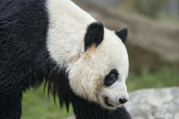 大熊猫来找你