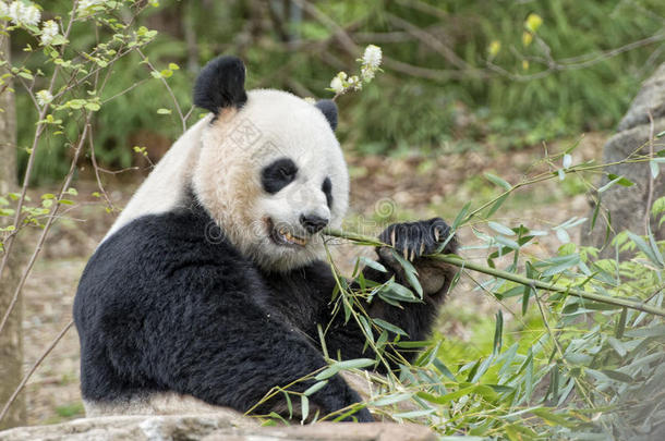 大<strong>熊猫</strong>一边吃竹子