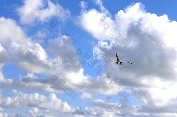 云中的海鸥