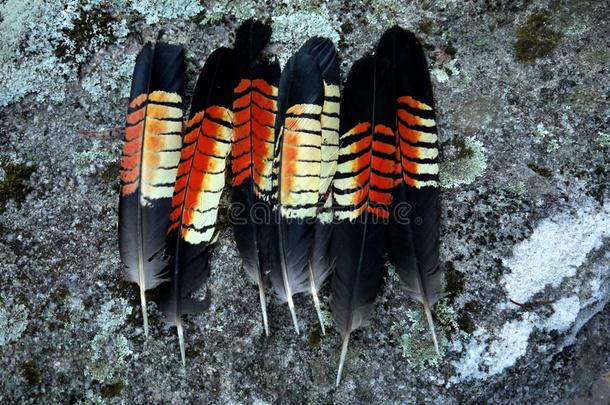 澳大利亚：光泽黑色鹦鹉羽毛的集合