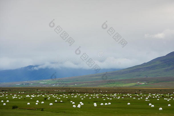 在冰岛的田野上，割草准备过冬
