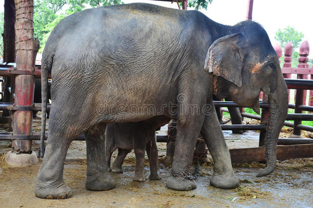 泰国大城府大象营的泰国大象