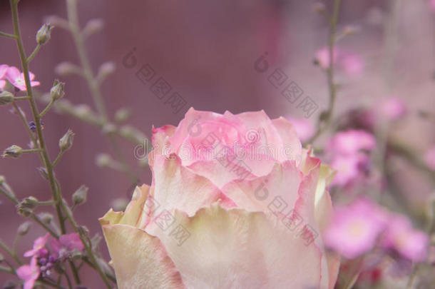 玫瑰花苞和花，粉红色调