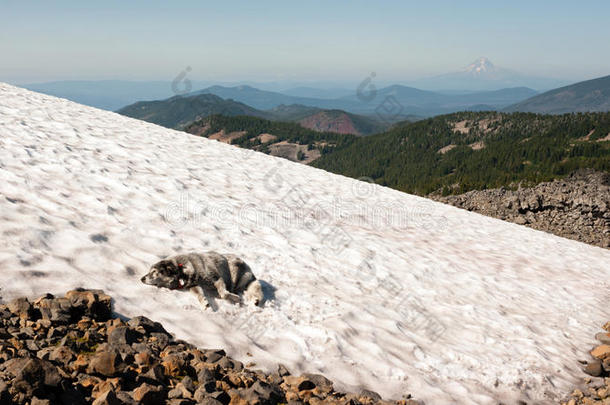 大型犬<strong>种下</strong>雪场俄勒冈州高山瀑布径