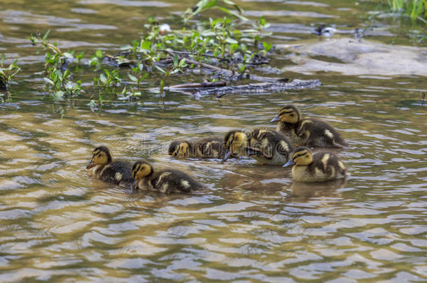一群小鸭和小鸭在一起游泳