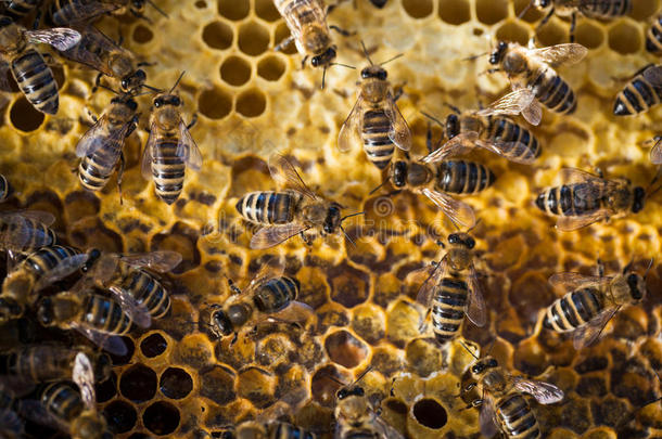 蜜蜂的宏镜头