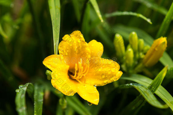 黄花黄花菜