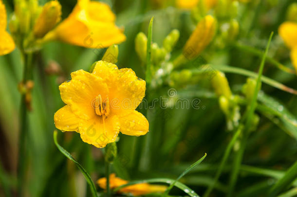 黄花黄花菜