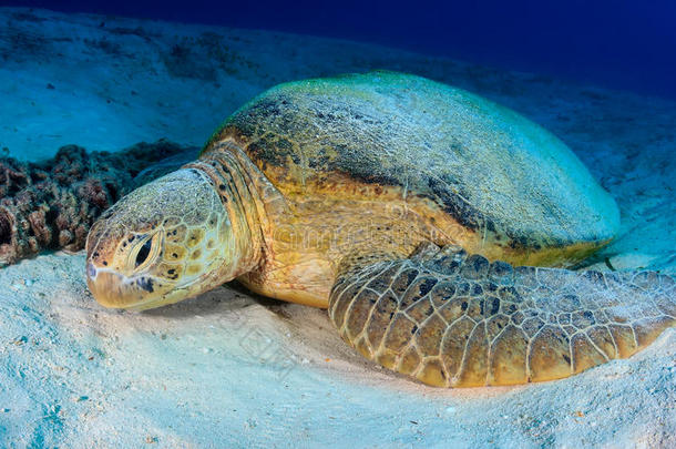 躺在海底的绿海龟