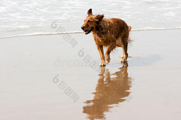 爱尔兰赛特<strong>犬</strong>金毛猎<strong>犬</strong>奔跑海洋冲浪<strong>沙</strong>滩