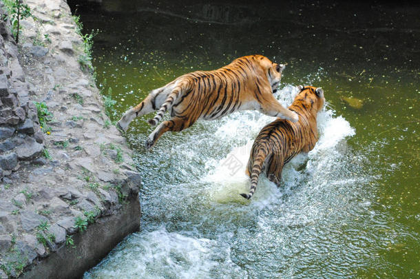 老虎在水里跳老虎