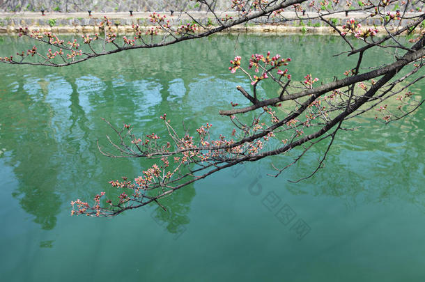 樱桃树芽