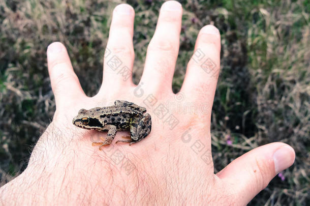 张开的手上的小青蛙。