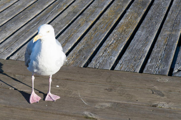 海鸥特写镜头，银鹭行走