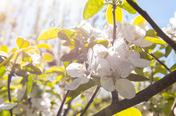 苹果在春天开花