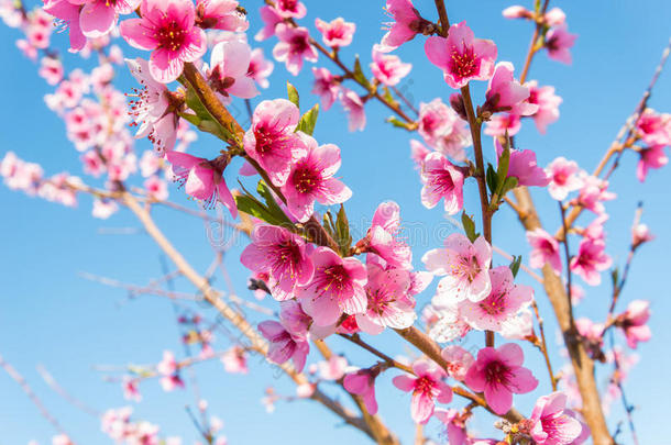 油桃花