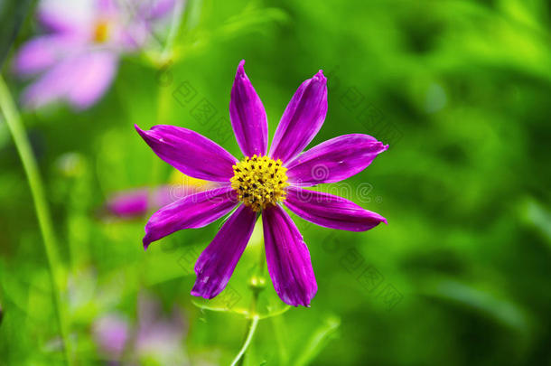有趣的紫色花，有黄色的雌蕊
