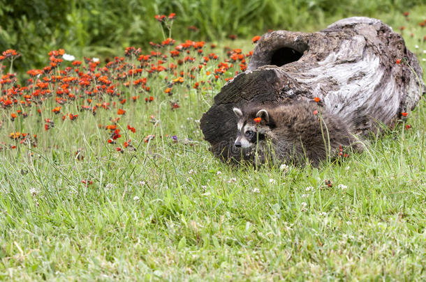 小浣熊和橙色野花