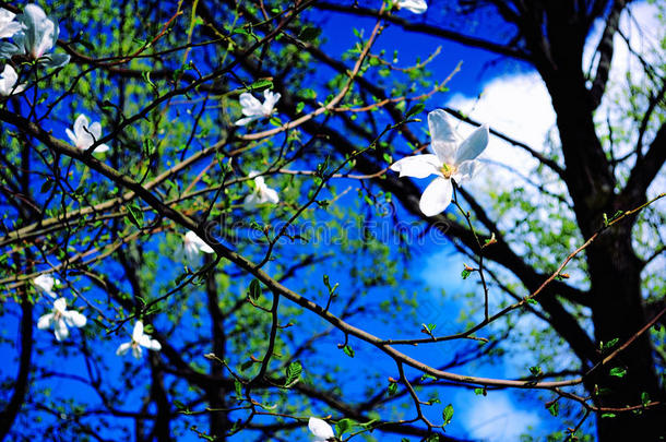 春天的天空。蓝天衬托下的白色花朵