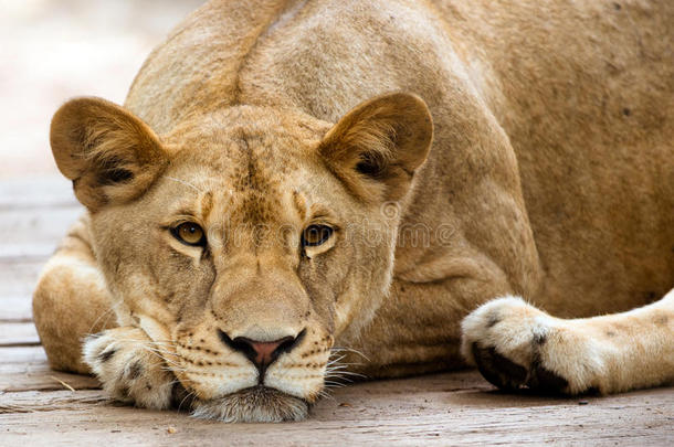 休息的非洲狮