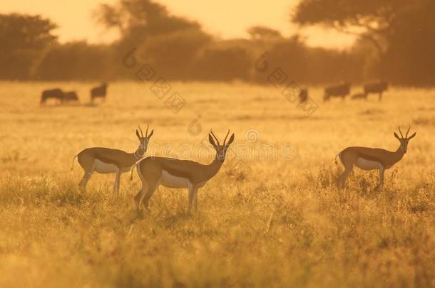 春羚日落-来自非洲的野生动物背景-自然和她的颜色