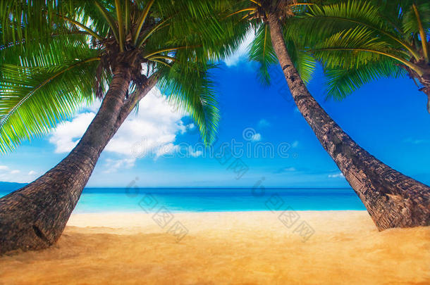 梦幻场景。白色<strong>沙滩</strong>上美丽的棕榈树。<strong>夏季</strong>n