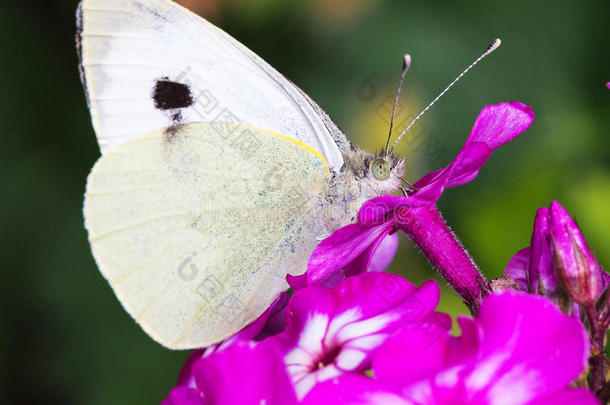 一只白色的小蝴蝶栖息在紫色的蝴蝶上