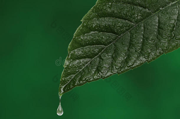 <strong>一滴水</strong>落下的绿叶。