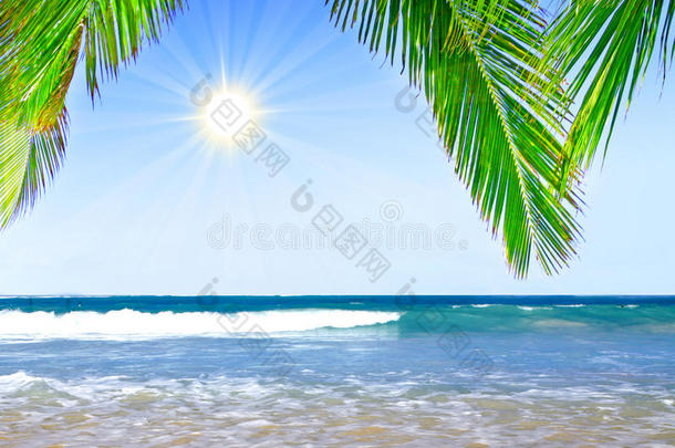 加勒比海梦幻海滩和棕榈树。