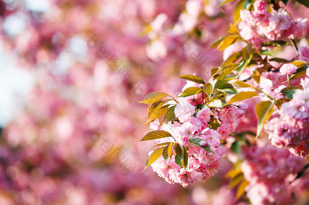 樱<strong>花枝</strong>，背景是粉红色的<strong>花枝</strong>。