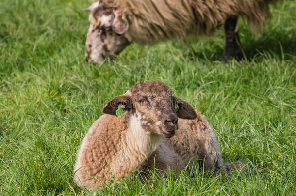 小羊躺在草地上