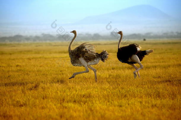 两只鸵鸟在安博塞利平原上奔跑