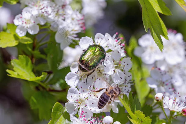 山楂花甲虫蜂