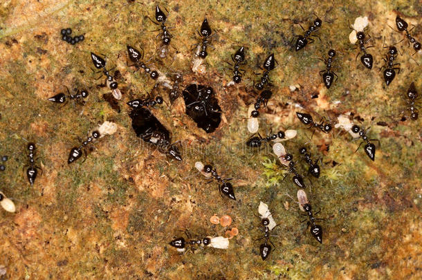 体贴的蚂蚁<strong>定期</strong>给幼虫通风。