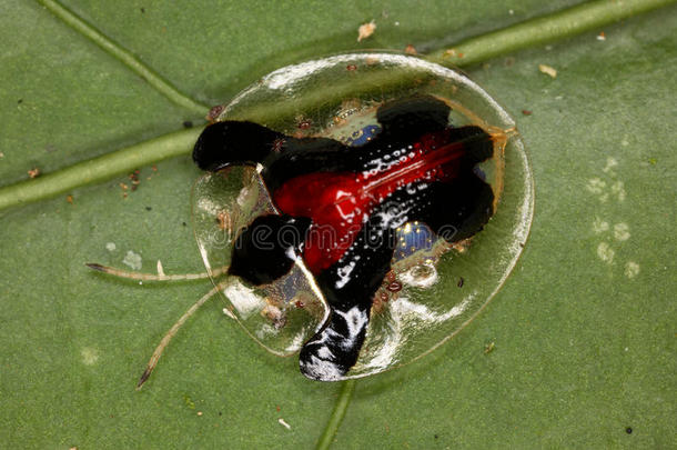 叶甲虫像一滴水，反射在其中。