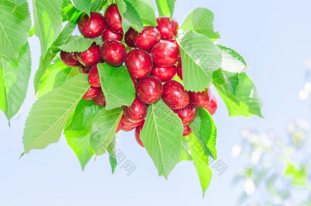 夏季阳光照射下的树胸罩上有一束鲜红成熟的樱桃浆果