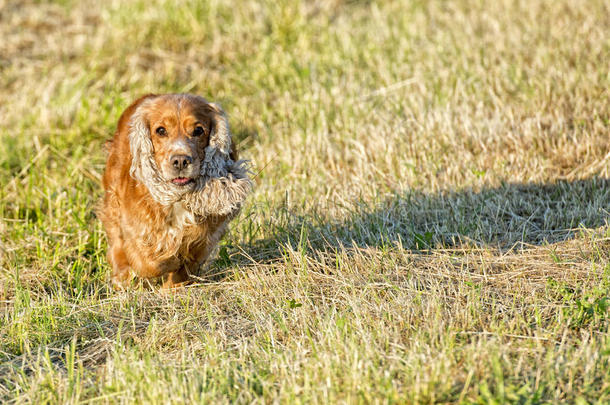 小狗在草地上奔跑