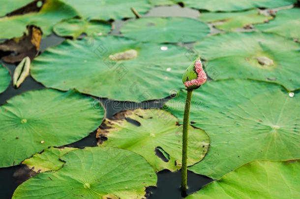 莲藕会开花的